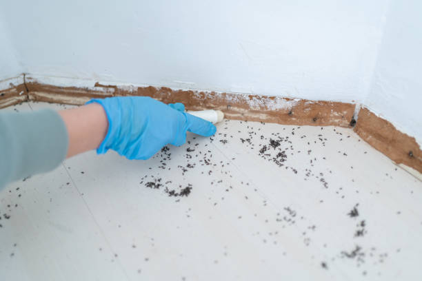Best Rat Extermination Near Me  in Saline, MI